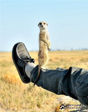 ������ �� �����! ;)