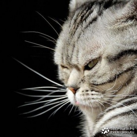 ������� �������!