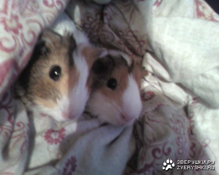 ��� ������� ������ (7 ����)