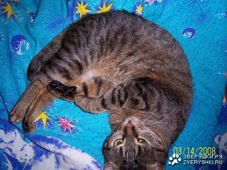 �������� ���������� (8 ����)