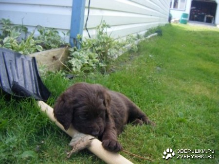 ������ ������� ;)