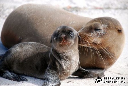 � ���� ���� ���������! :)