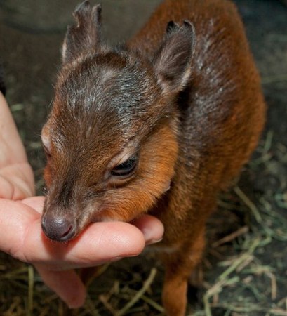 ������������� ������� ����������� �������� (6 ����)