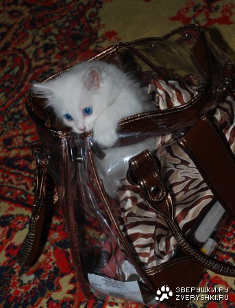 ������� � ���� ����� ;)