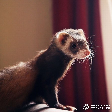 �������� ������ (12 ����)