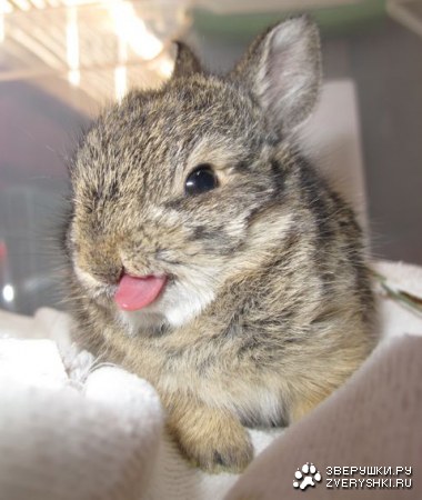 ����� ������� (5 ����)