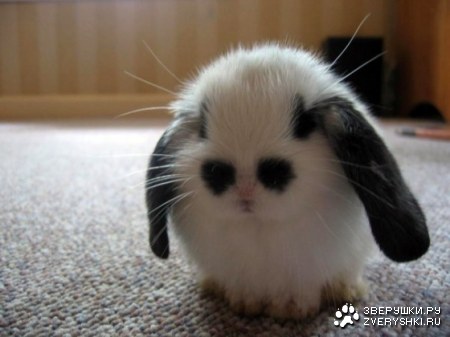 ����� ������� (5 ����)