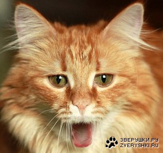 �������� ��������� :)