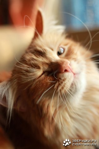 ���������� ;)