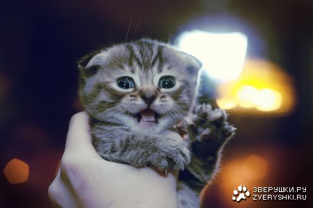 � ���������� ���! ;)