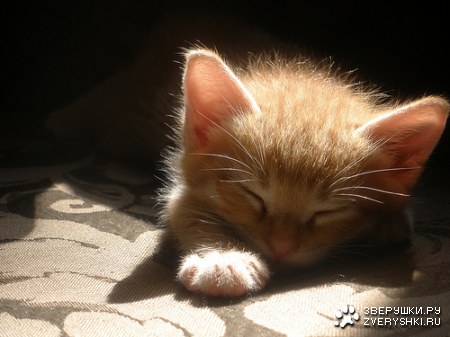 ����� �������� :)