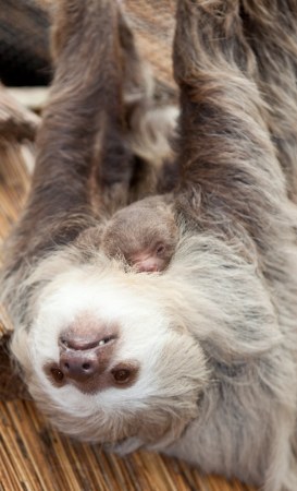 ������ ���������� ������� ��������