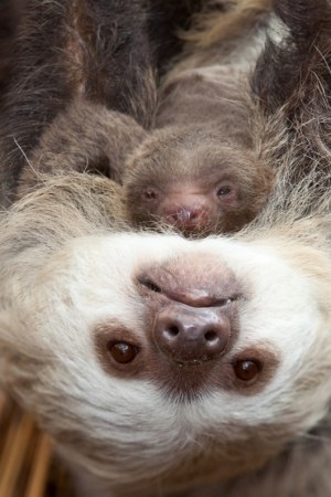 ������ ���������� ������� ��������