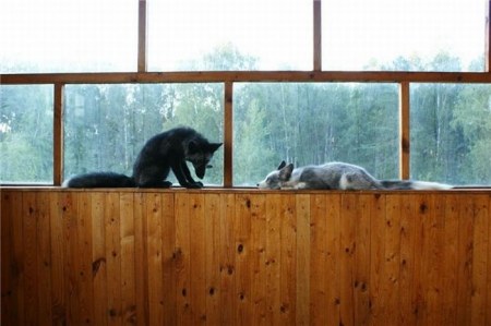 ����� �������� � ����� ���� (31 ����)