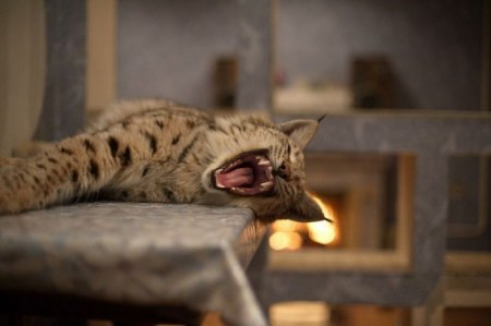 ����� �������� � ����� ���� (31 ����)