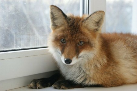 ����� �������� � ����� ���� (31 ����)