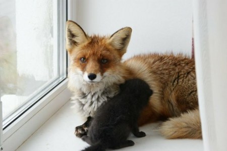 ����� �������� � ����� ���� (31 ����)