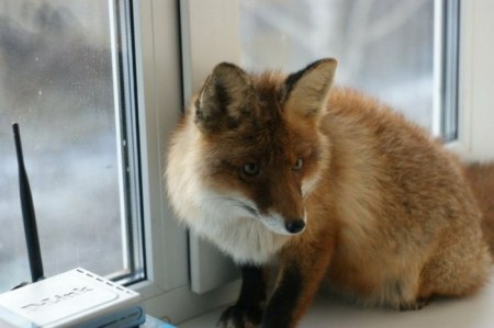 ����� �������� � ����� ���� (31 ����)