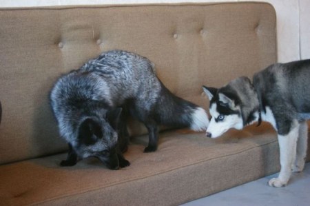 ����� �������� � ����� ���� (31 ����)