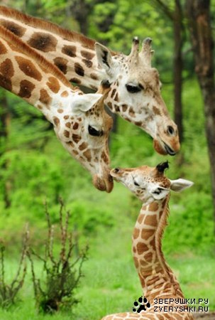 ��������� �������� (13 ����)