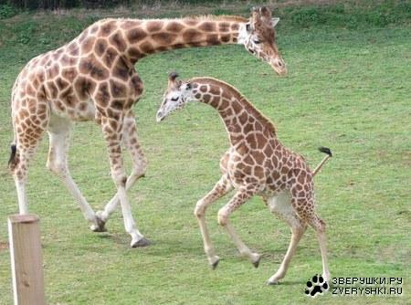 ��������� �������� (13 ����)