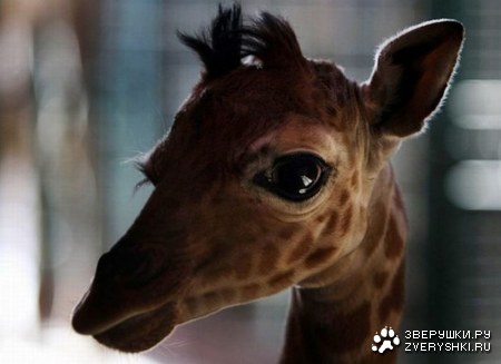 ��������� �������� (13 ����)