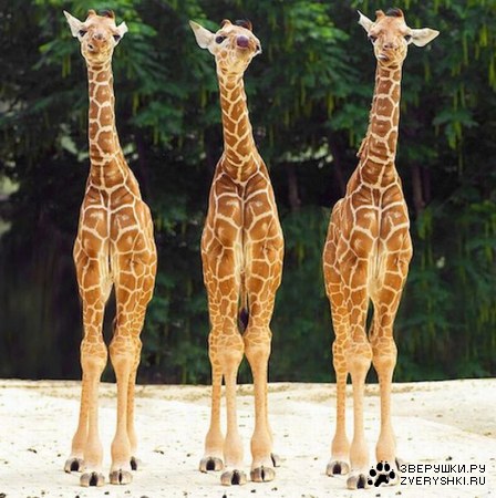 ��������� �������� (13 ����)