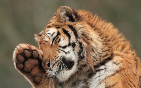 �������� ����� (7 ����)