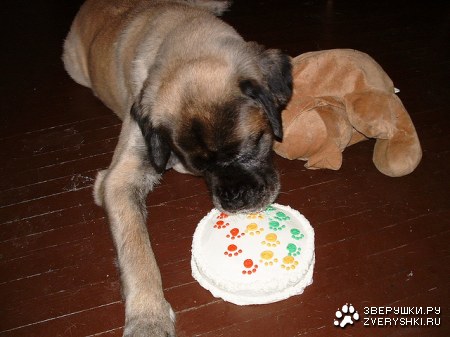 ���������� (6 ����)