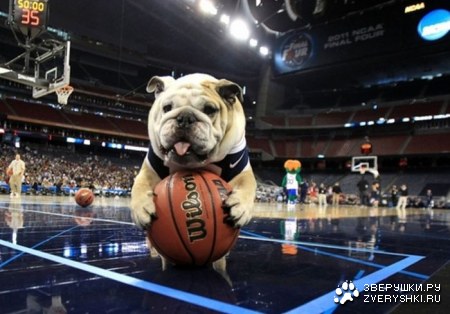 �� ����� ����� ������� (19 ����)