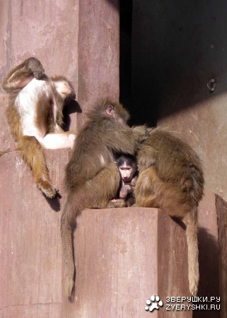 ������� ������� :)