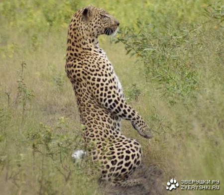 ������������ ����-�� ;)