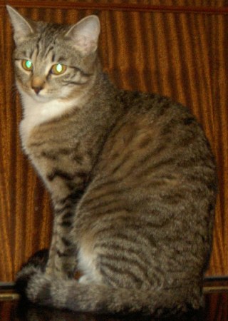 ��������! ���� ������ ����! (�. ������)