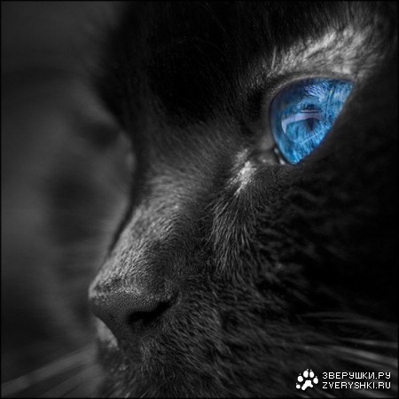 ������� ������ (11 ����)