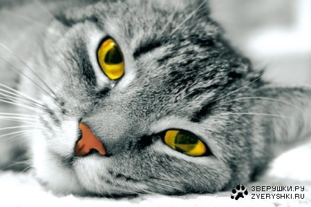 ������� ������ (11 ����)