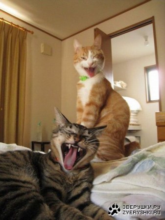 ��������! :)