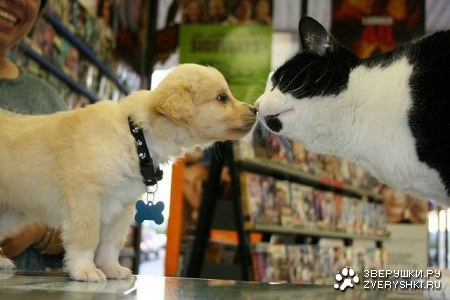 ������ �������� (12 ����)