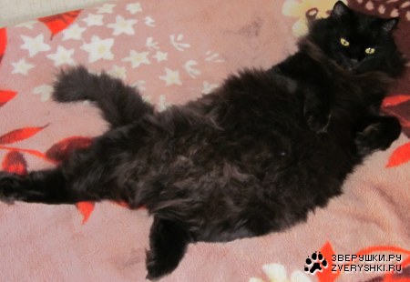 ������ (3 ����)