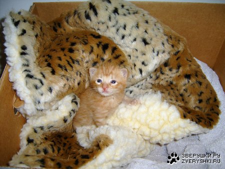 ������ ���������! 