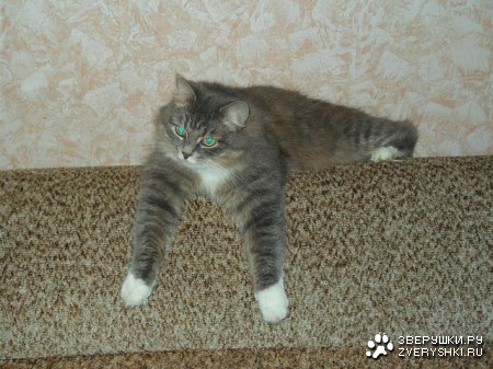 ������� :)