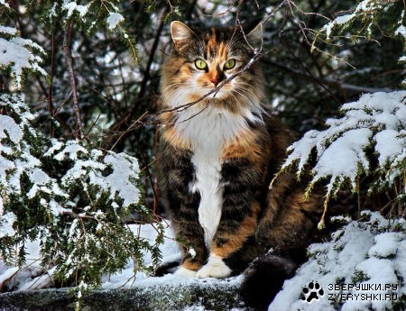 ������ ����� :)