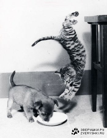 � ����� :)