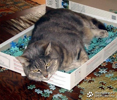 ���������� ������ (15 ����)