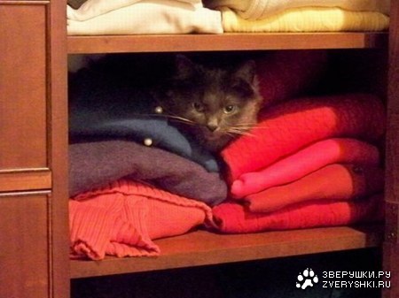 ���������� ������ (15 ����)