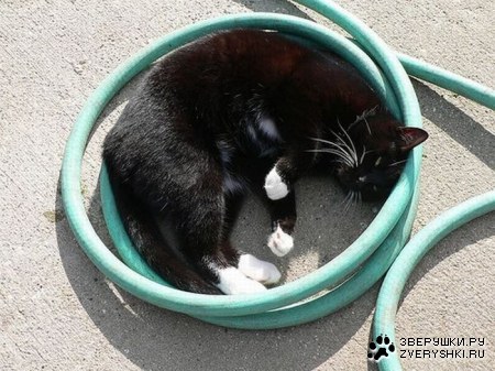 ���������� ������ (15 ����)