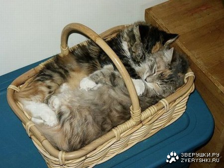 ���������� ������ (15 ����)