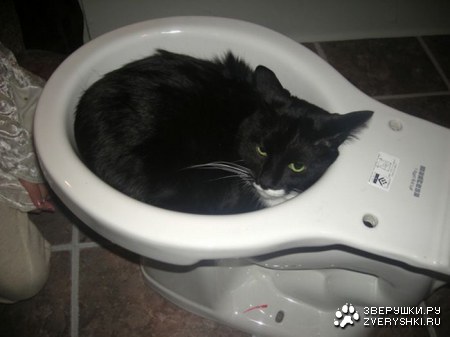 ���������� ������ (15 ����)