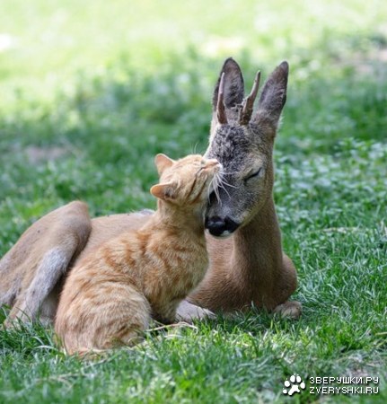 ��������...