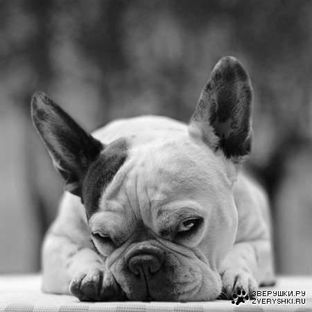 ����������� - ���� �������? :)