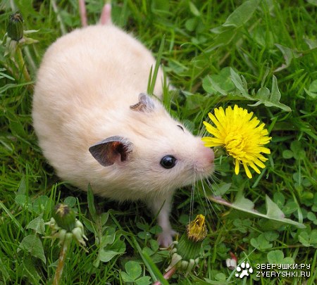 � ������ ���� ����! :)